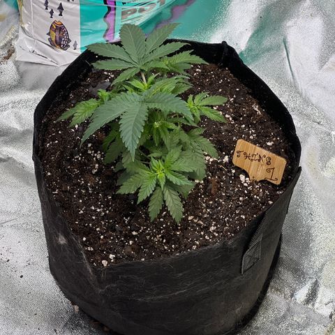 Thing #1 growlog photo: Moved to 3 gal fabric