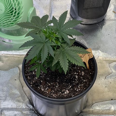 Thing #2 growlog photo: Moved to 3 gal plastic