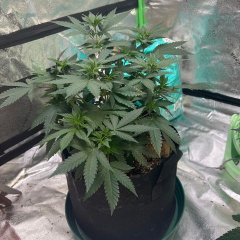 Thing #1 growlog timeline photo
