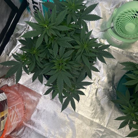 Thing #1 growlog timeline photo