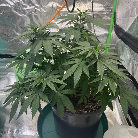 Thing #2 growlog timeline photo