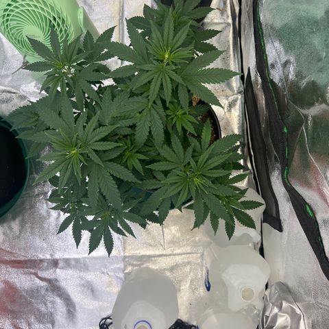 Thing #2 growlog timeline photo