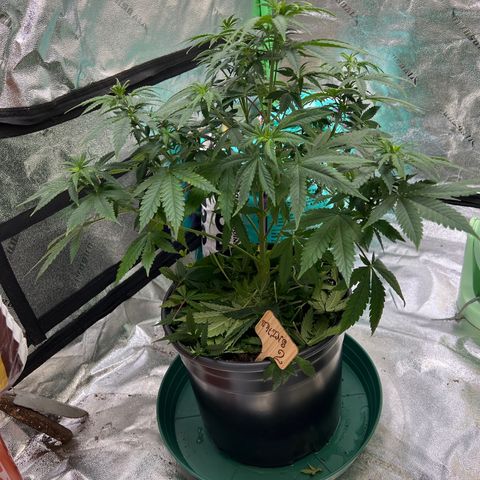 Thing #2 growlog timeline photo