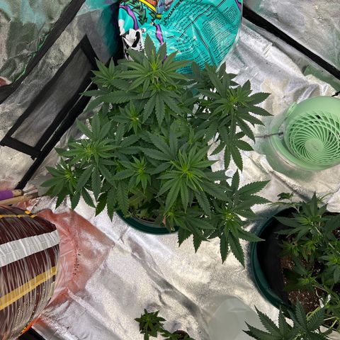 Thing #2 growlog timeline photo