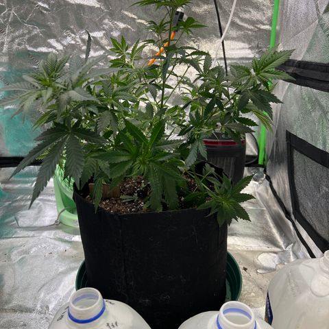 Thing #1 growlog timeline photo