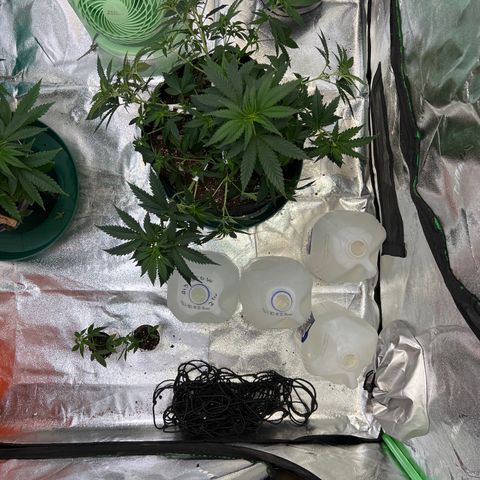 Thing #1 growlog timeline photo