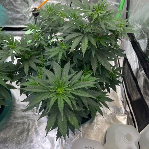 Thing #1 growlog timeline photo