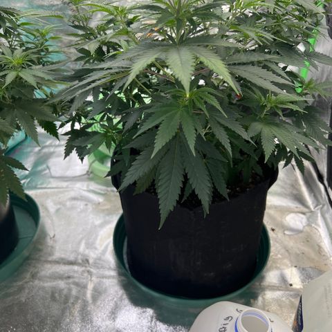 Thing #1 growlog timeline photo