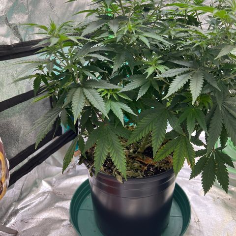Thing #2 growlog timeline photo