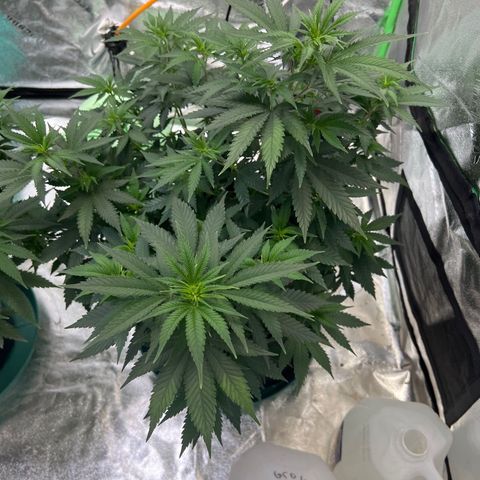 Thing #1 growlog timeline photo