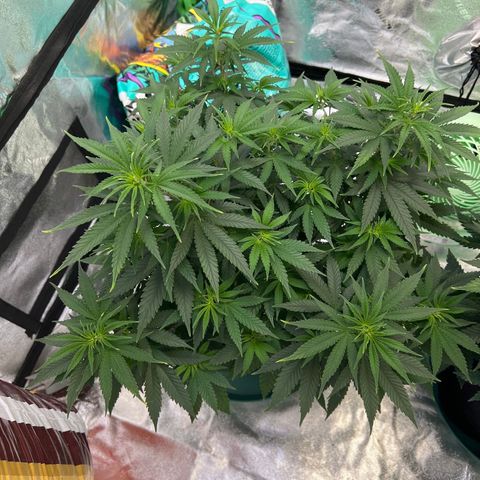 Thing #2 growlog timeline photo