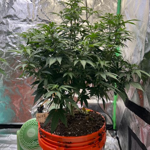 Thing #1 growlog photo: Transplanted into 5gal HD bucket