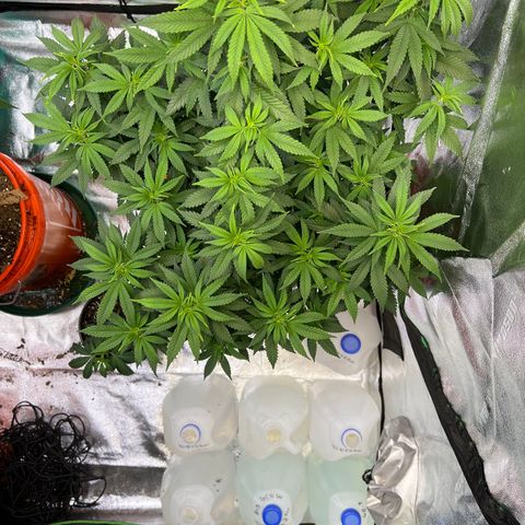 Thing #1 growlog photo: Transplanted into 5gal HD bucket