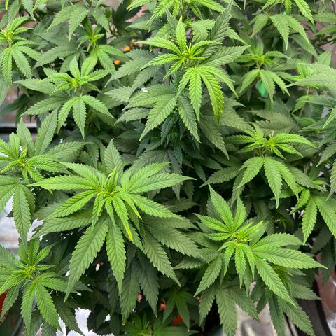 Thing #1 growlog photo: Transplanted into 5gal HD bucket