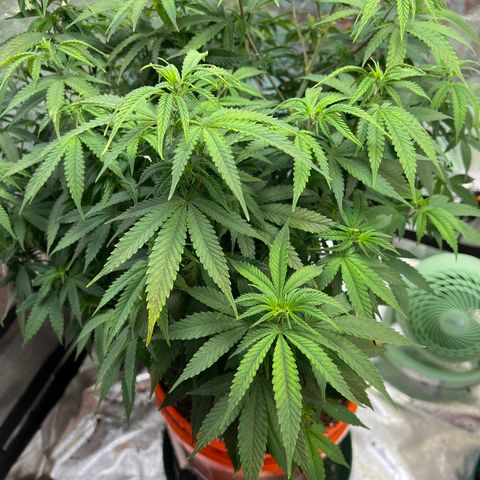 Thing #2 growlog photo: Transplanted into 5gal HD bucket