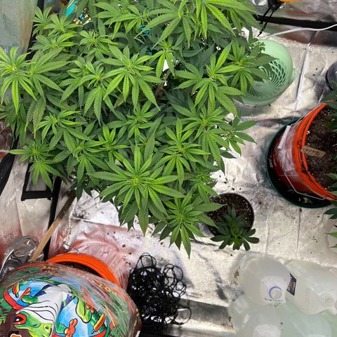 Thing #2 growlog photo: Transplanted into 5gal HD bucket