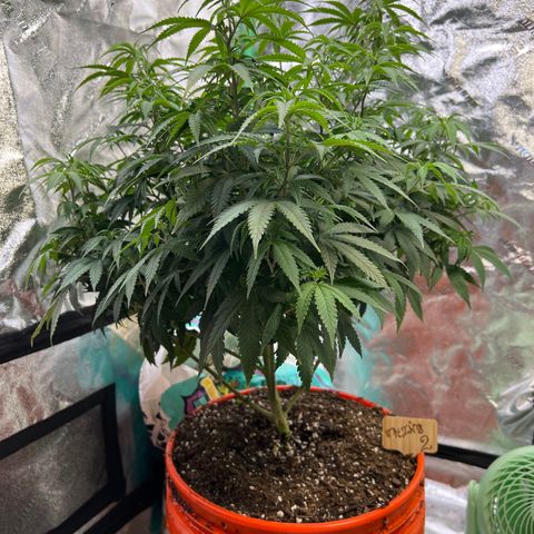 Thing #2 growlog photo: Transplanted into 5gal HD bucket