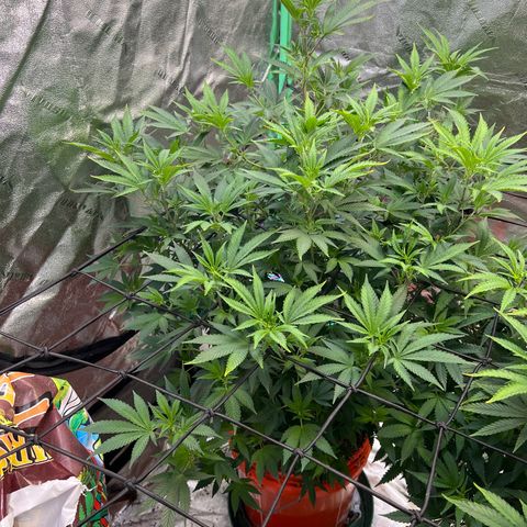 Thing #1 growlog timeline photo