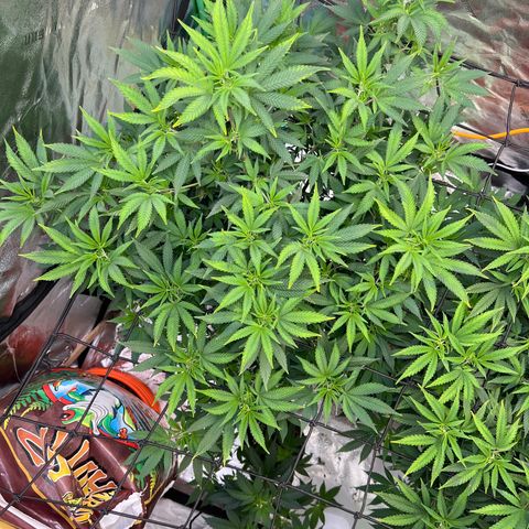 Thing #1 growlog timeline photo