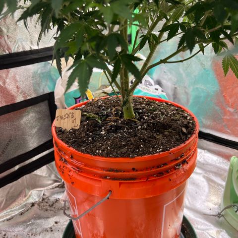 Thing #1 growlog timeline photo