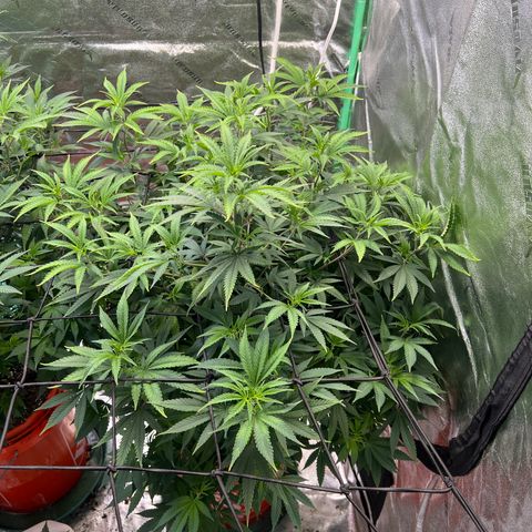 Thing #2 growlog timeline photo