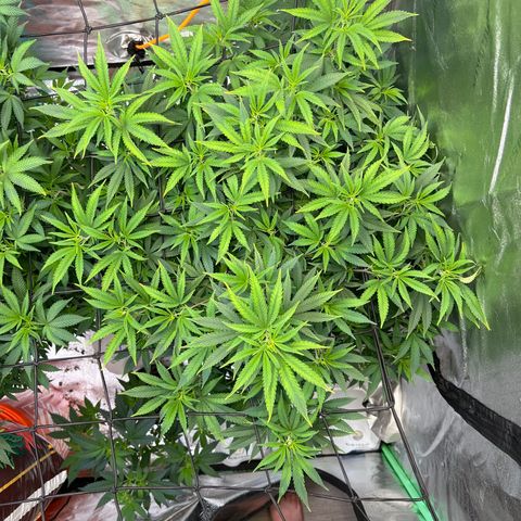 Thing #2 growlog timeline photo