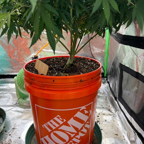 Thing #2 growlog timeline photo