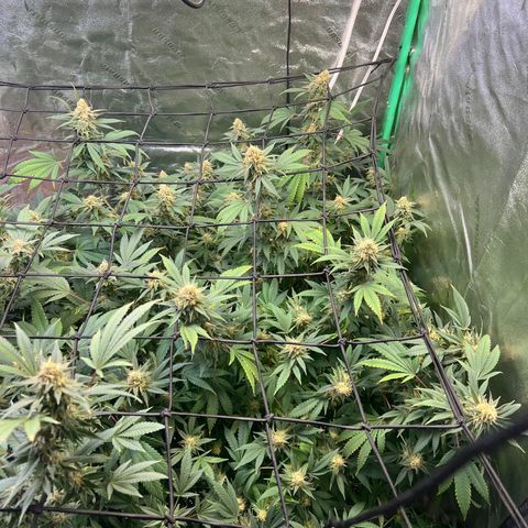 Thing #2 growlog photo: Day before harvest