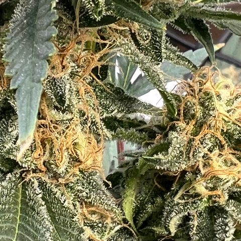 Thing #2 growlog photo: Day before harvest