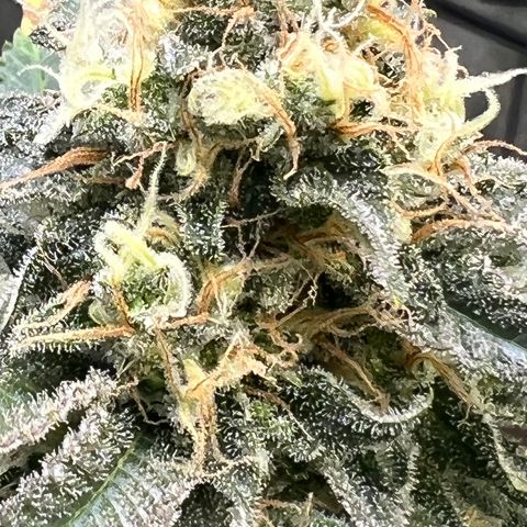 Thing #2 growlog photo: Day before harvest