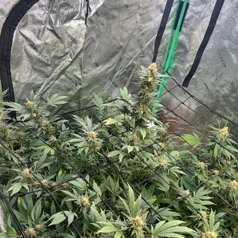 Thing #2 growlog photo: Day before harvest
