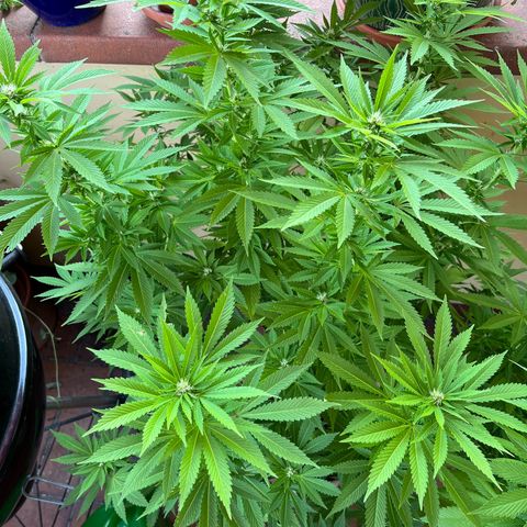Grease Monkey growlog timeline photo