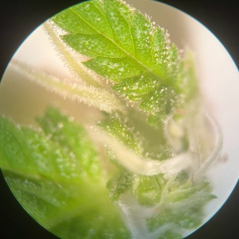 Grease Monkey growlog timeline photo