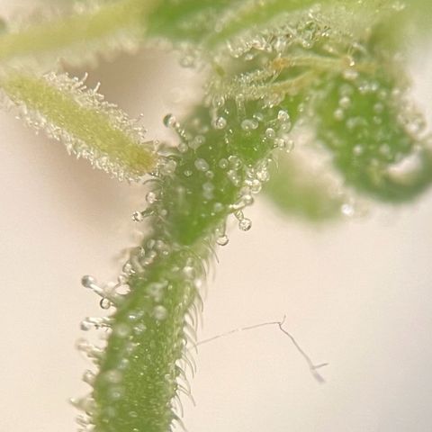 Grease Monkey growlog timeline photo