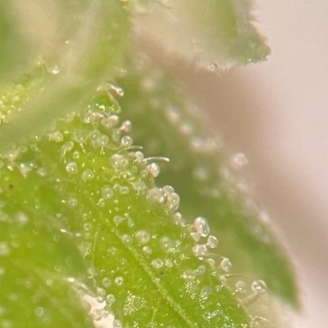 Grease Monkey growlog timeline photo