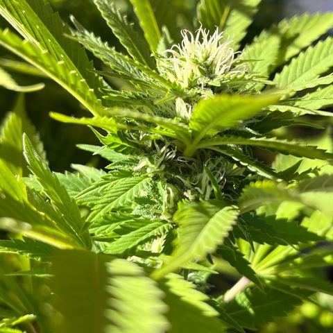 Grease Monkey growlog timeline photo