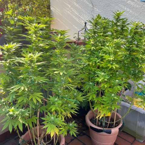 Grease Monkey growlog timeline photo