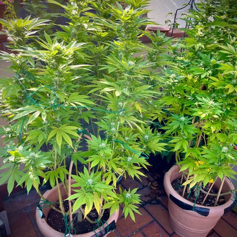 Grease Monkey growlog timeline photo