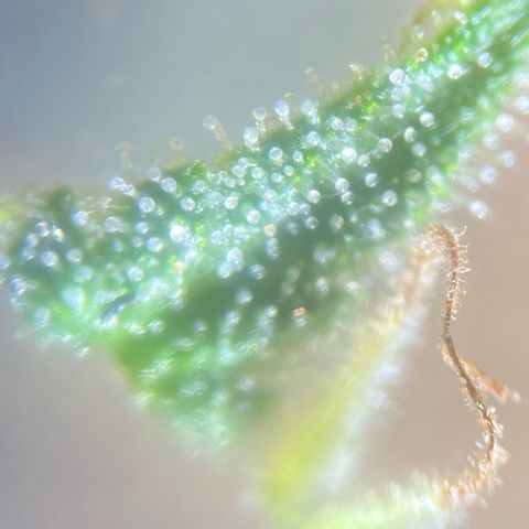 Grease Monkey growlog timeline photo