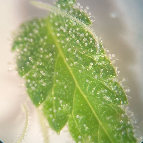 Grease Monkey growlog timeline photo