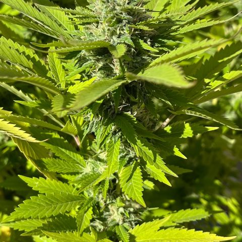 Grease Monkey growlog timeline photo