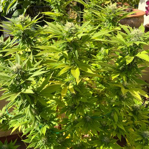 Grease Monkey growlog timeline photo