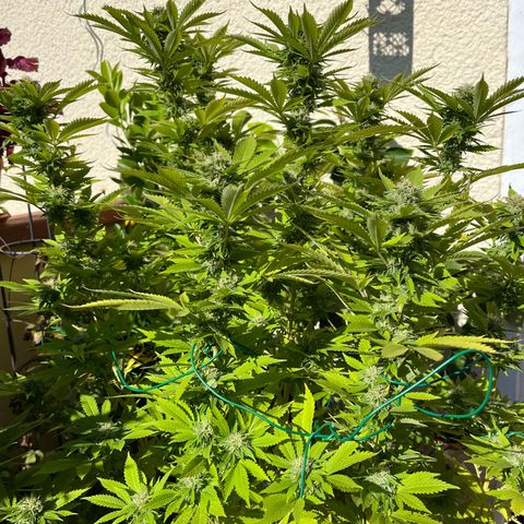 Grease Monkey growlog timeline photo