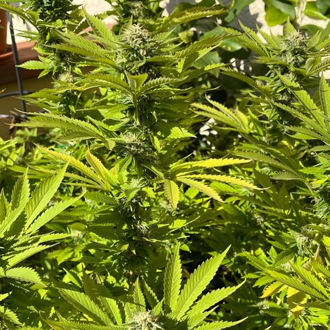 Grease Monkey growlog timeline photo