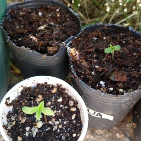 AK 47 growlog timeline photo