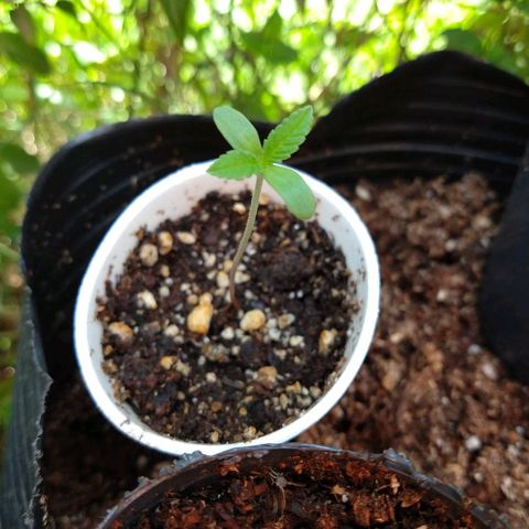 AK 47 growlog timeline photo