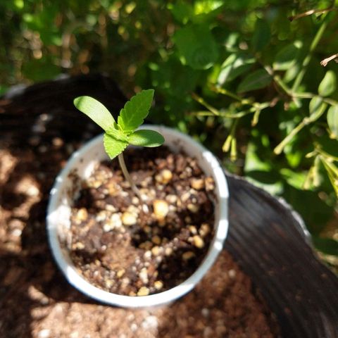 AK 47 growlog timeline photo