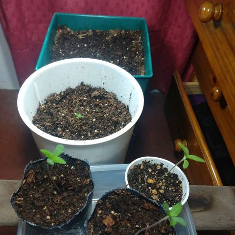 AK 47 growlog timeline photo