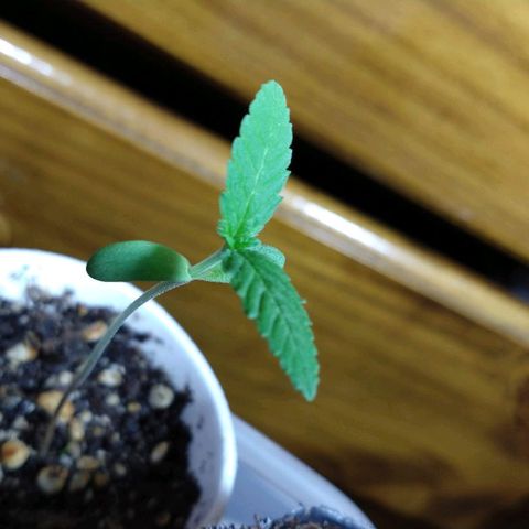 AK 47 growlog timeline photo