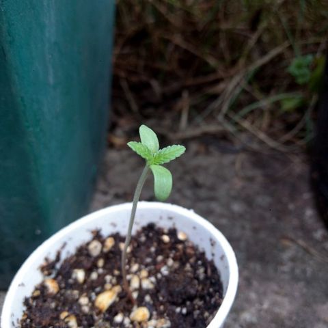 AK 47 growlog timeline photo